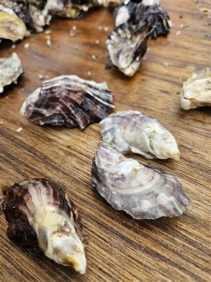 Can oysters feel PIN?