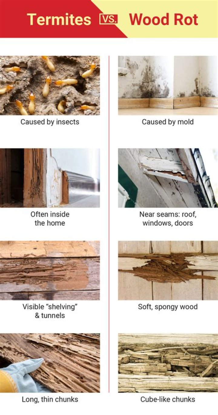 Can paint protect wood from termites?