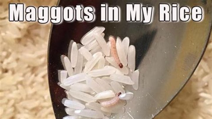 Can rice turn into maggots?