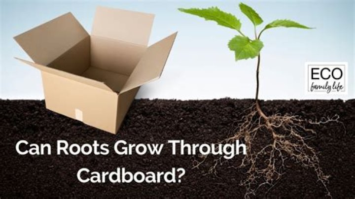 Can roots grow through cardboard?