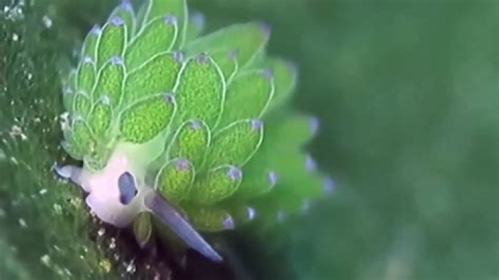 Can sea bunnies photosynthesize?