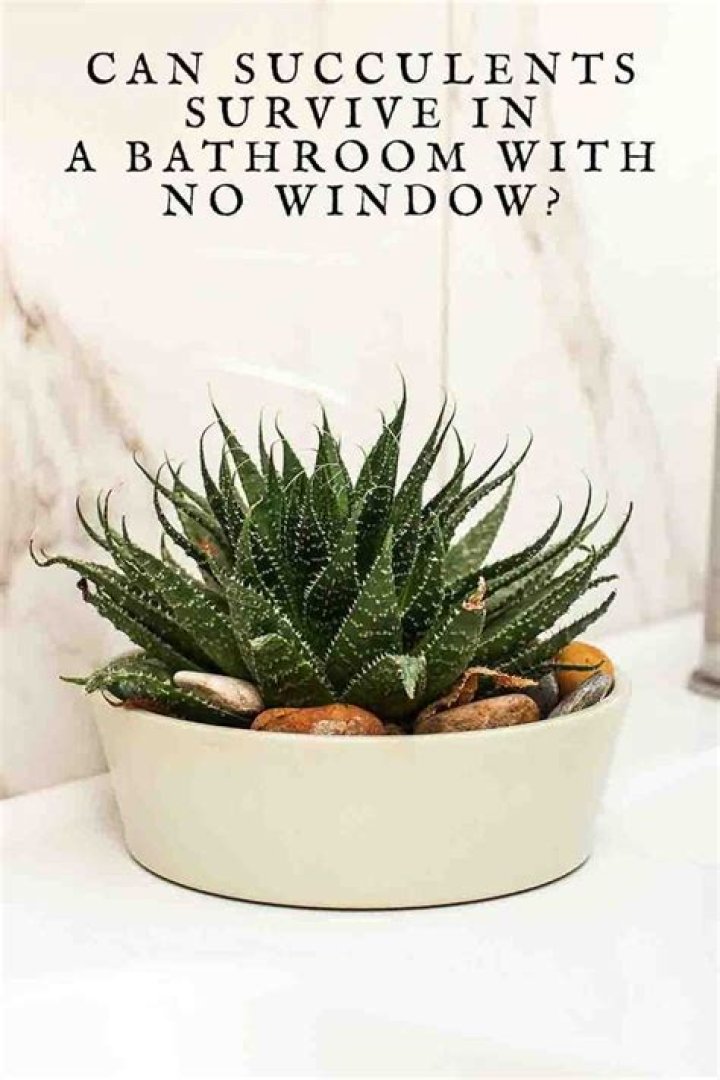 Can succulents survive in bathroom?