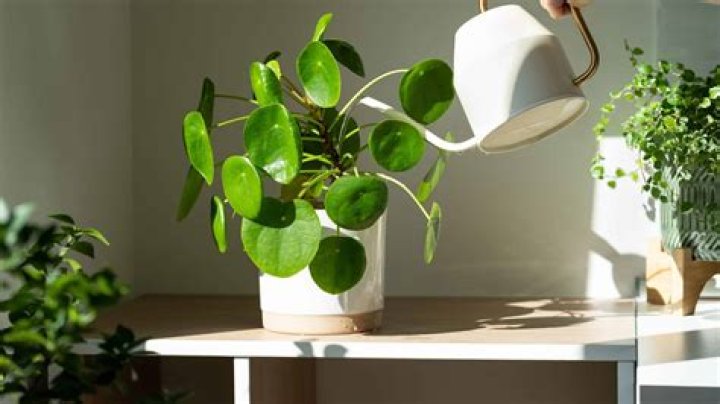 Can we grow money plant in bedroom?
