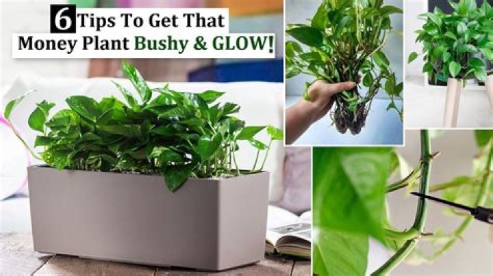 Can we sleep near money plant?