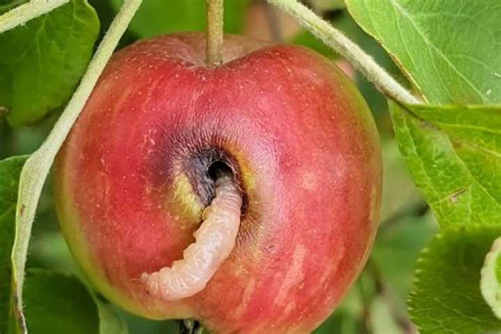 Can worms eat apple cores?