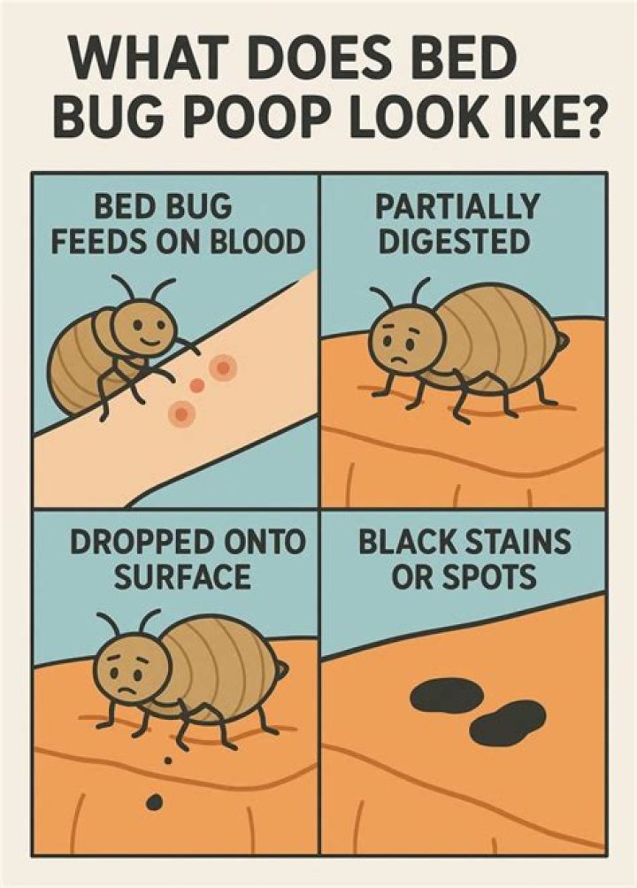Can you clean bed bug poop?
