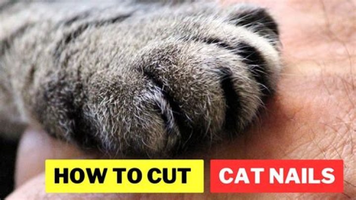 Can you cut a cat's nails?