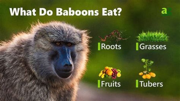 Can you eat baboons?