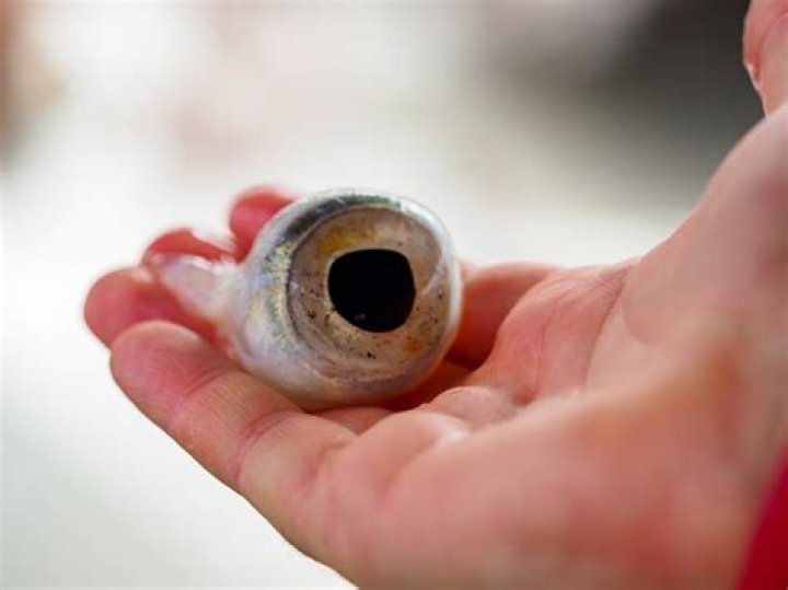 Can you eat fish eyes?