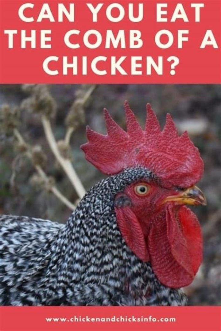 Can you eat the comb of a chicken?