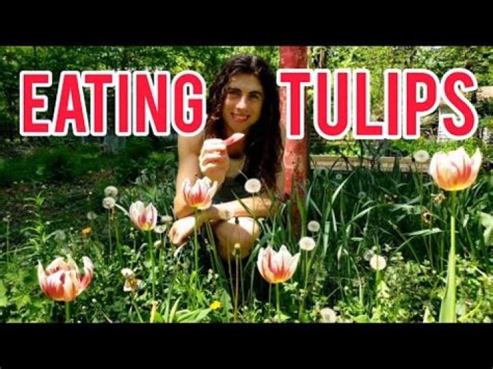 Can you eat tulips?