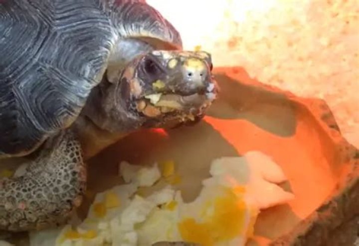Can you eat turtle eggs?