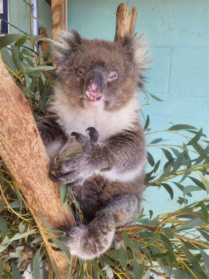 Can you get chlamydia from a koala peeing on you?