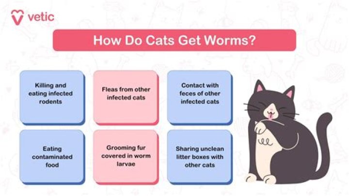 Can you get worms from cats?