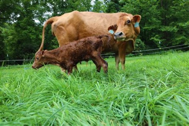 Can you give calves sweet feed?