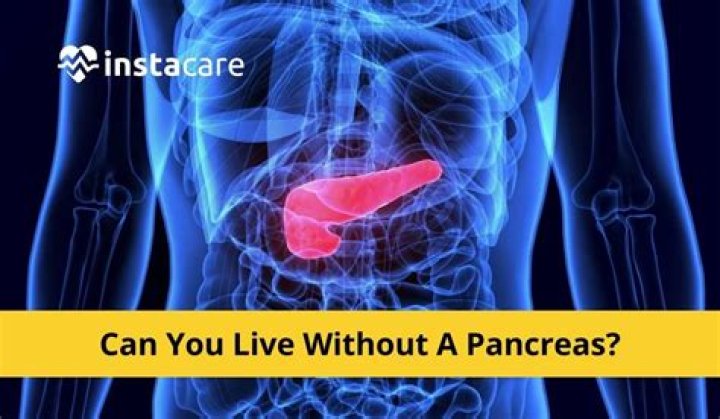 Can you live without your pancreas?