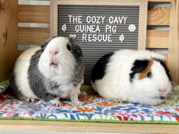 Can you milk a guinea pig?