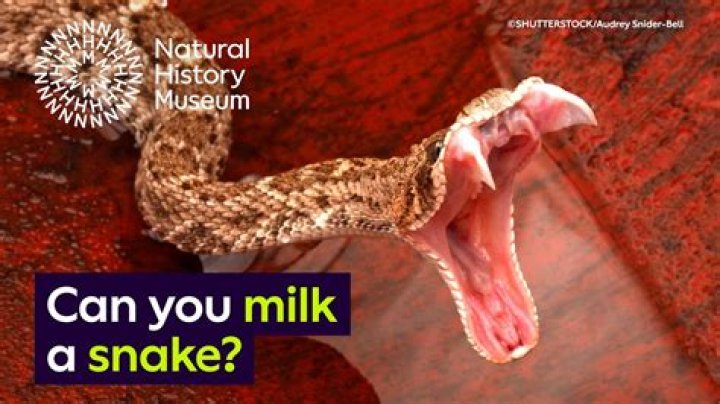 Can you milk a snake?