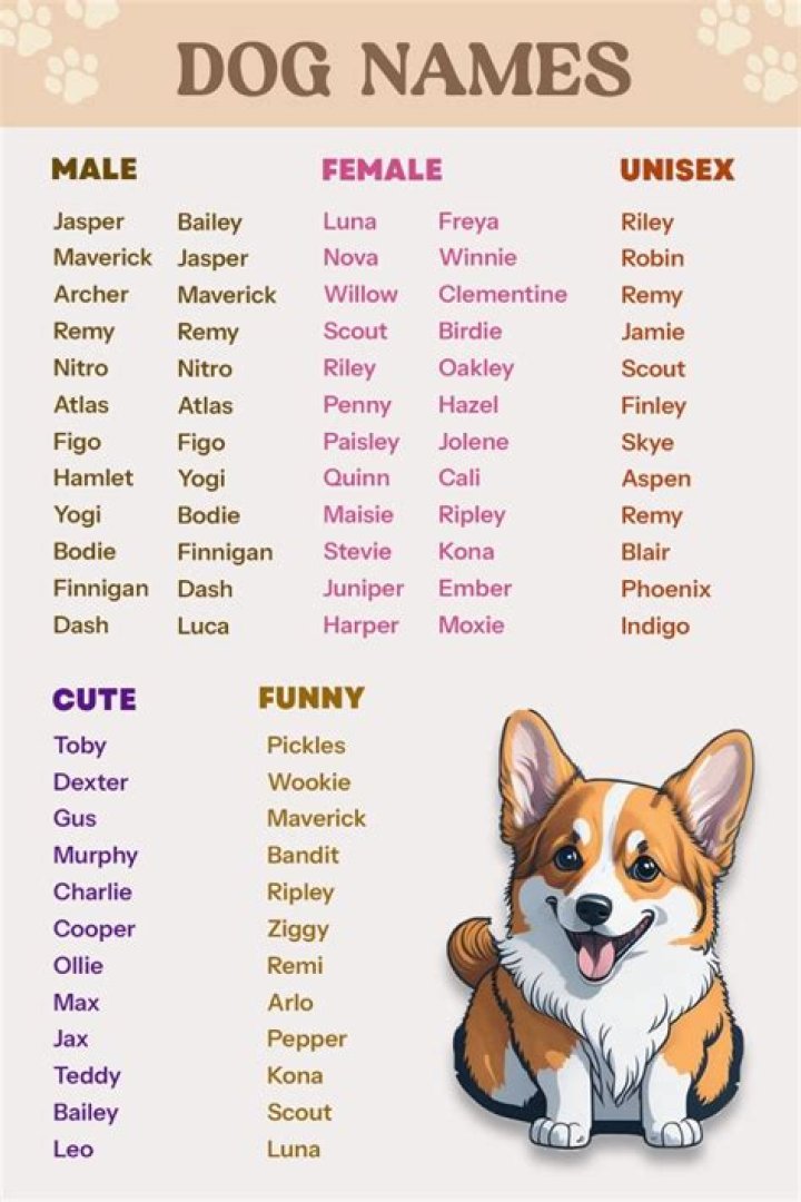 Can you name a dog star?
