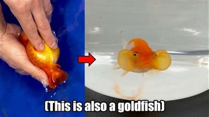 Can you pick up goldfish with your hands?