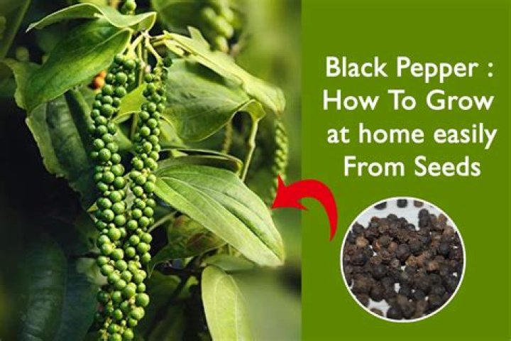 Can you plant seeds straight from a pepper?