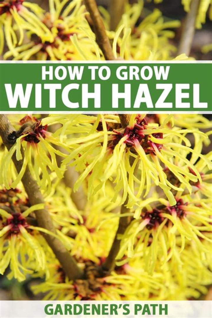 Can you put witch hazel on eczema?