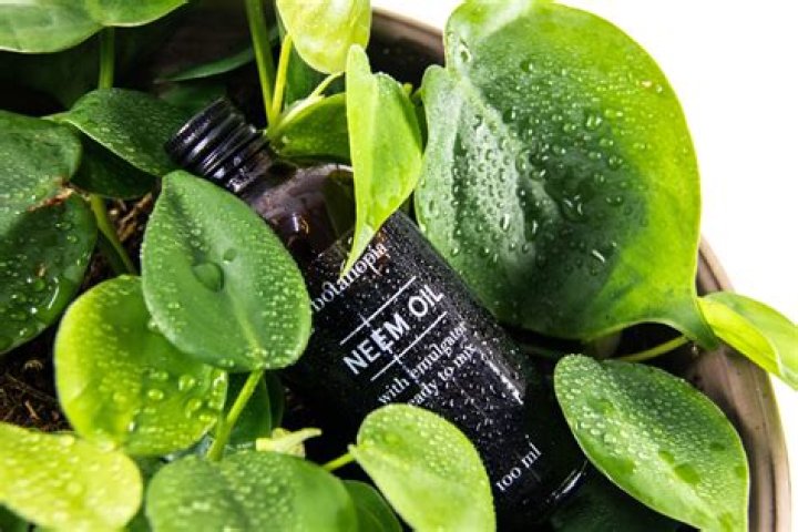 Can you use neem oil under eyes?