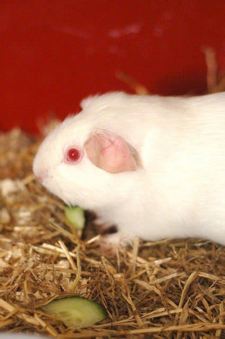 Do all white guinea pigs have red eyes?
