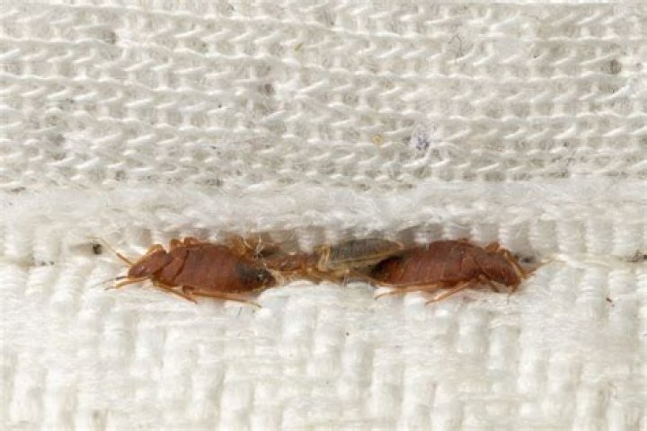 Do bed bugs move fast?