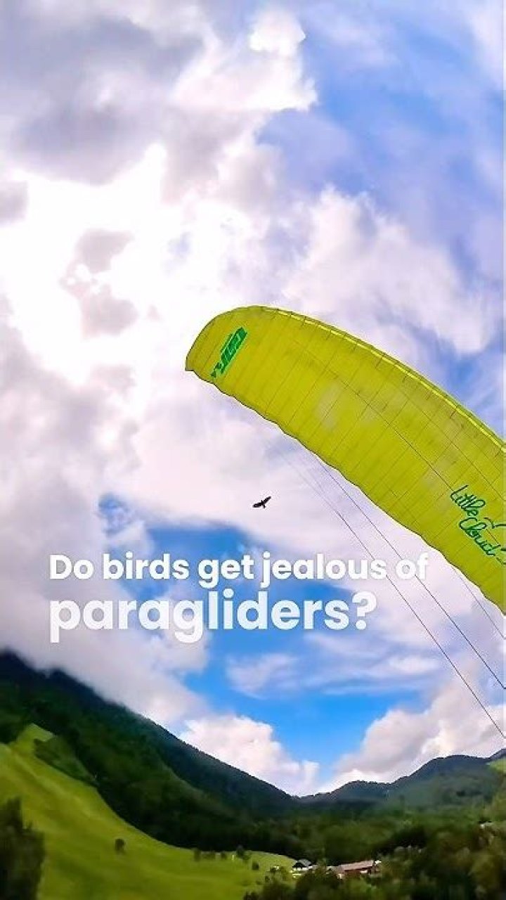 Do birds get jealous?