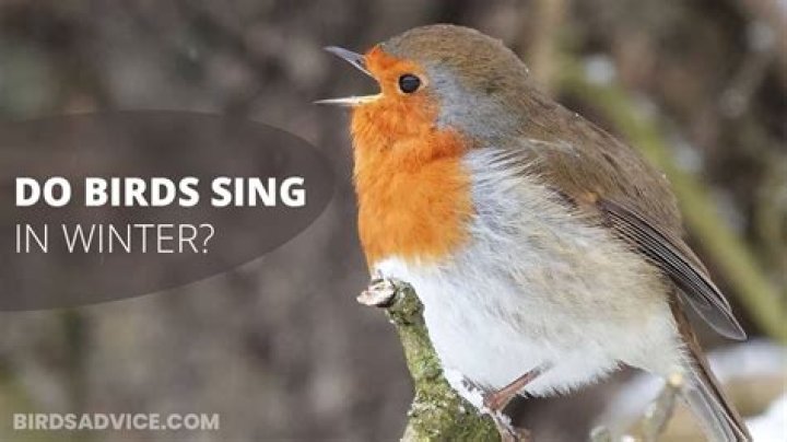 Do birds stop singing in winter?