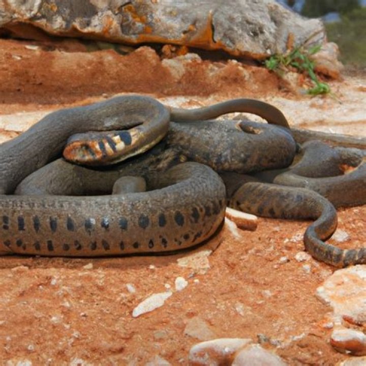 Do black snakes come in pairs?