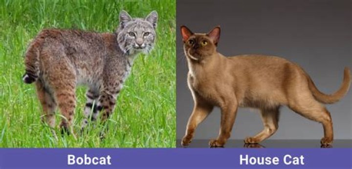 Do bobcats meow like house cats?