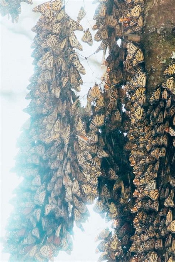 Do butterflies hibernate in houses?