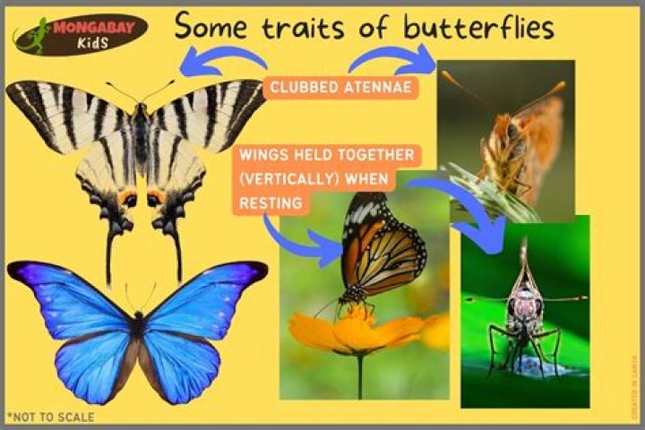 Do butterflies remember humans?