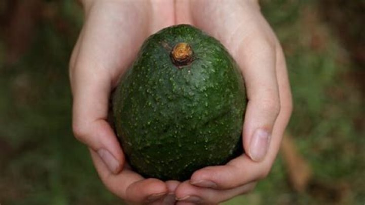Do cartels own avocado?