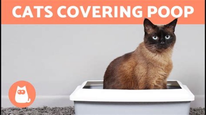 Do cats always cover their poop?
