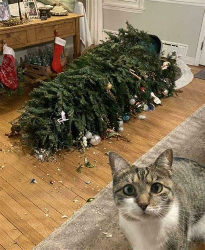 Do cats destroy Christmas trees?