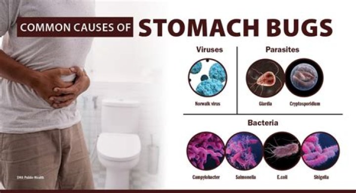 Do cats get stomach bugs?