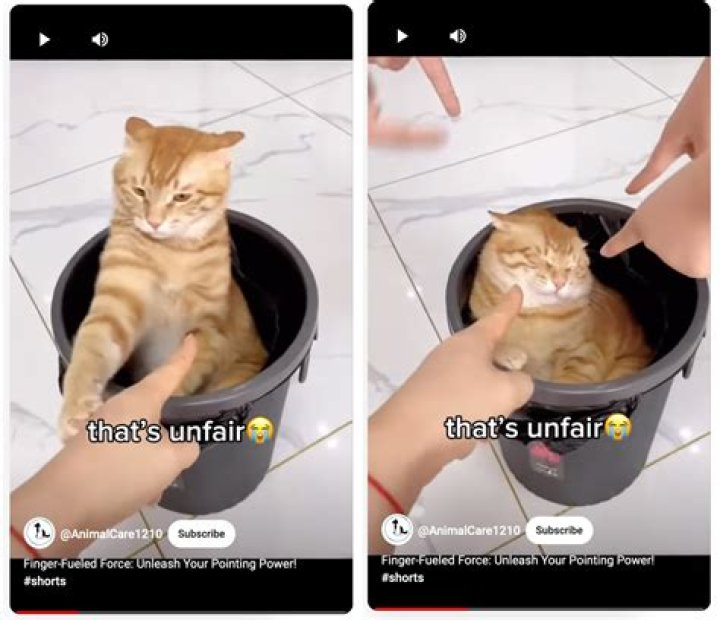 Do cats hate apples?