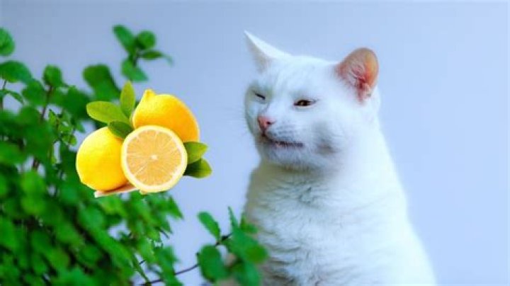 Do cats hate the smell of lemon?
