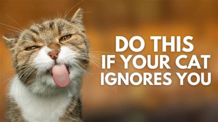 Do cats ignore you when you call their name?
