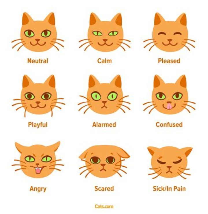 Do cats recognize our faces?