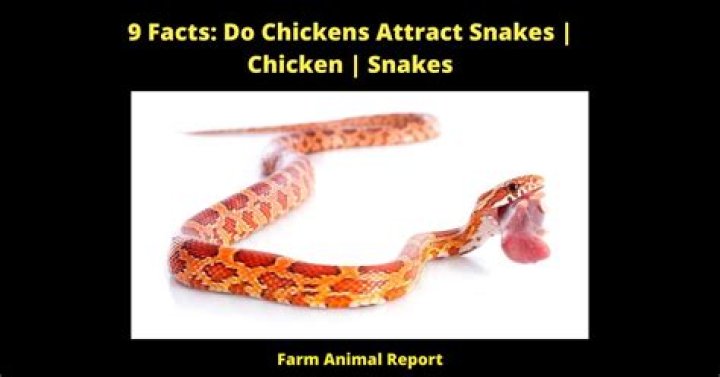 Do chickens attract snakes?