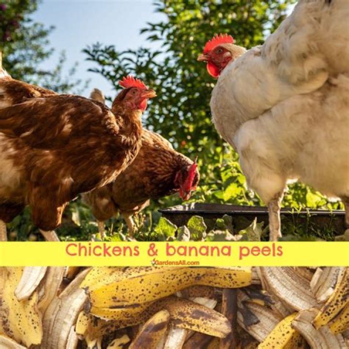 Do chickens eat banana peels?