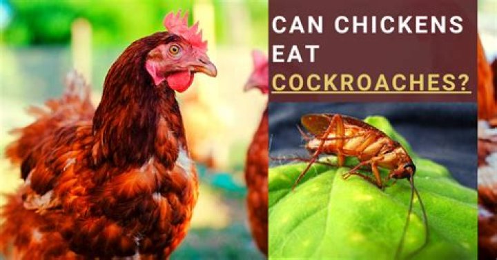 Do chickens eat cockroaches?