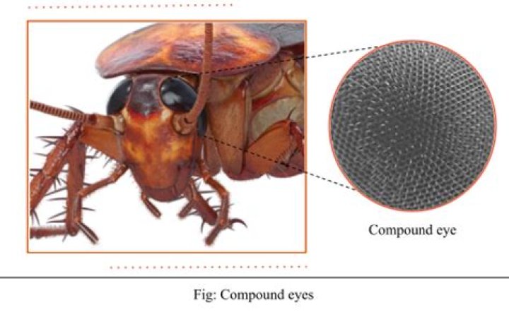 Do cockroaches have eyes?