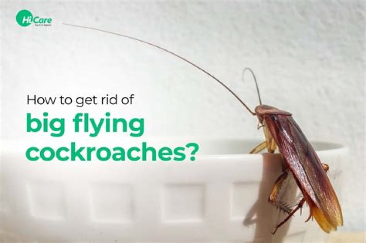 Do cockroaches like being touched?