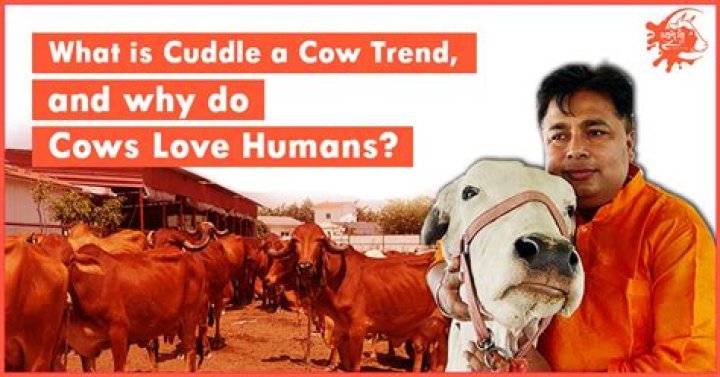 Do cows love humans?
