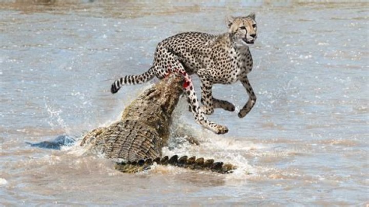 Do crocodiles eat cheetahs?